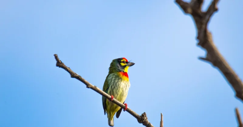 Barbet im Vergleich: wo er sich von ähnlichen Rassen unterscheidet