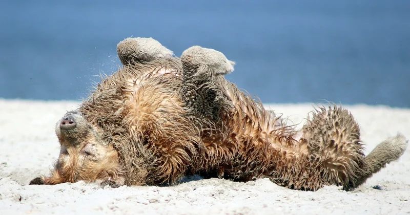 Campingplatz Spanien am Meer mit Hund: was tatsächlich gilt